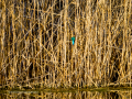 Martín pescador común - Alcedo atthis - Blauet comú