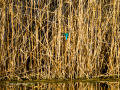 Martín pescador común - Alcedo atthis - Blauet comú