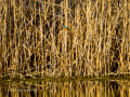 Martín pescador común - Alcedo atthis - Blauet comú