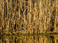 Martín pescador común - Alcedo atthis - Blauet comú