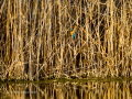 Martín pescador común - Alcedo atthis - Blauet comú