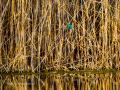 Martín pescador común - Alcedo atthis - Blauet comú