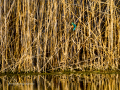 Martín pescador común - Alcedo atthis - Blauet comú