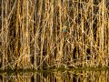 Martín pescador común - Alcedo atthis - Blauet comú