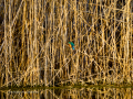 Martín pescador común - Alcedo atthis - Blauet comú