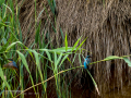 Martín pescador común - Alcedo atthis - Blauet comú