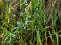 Martín pescador común - Alcedo atthis - Blauet comú