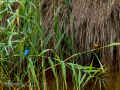 Martín pescador común - Alcedo atthis - Blauet comú