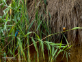 Martín pescador común - Alcedo atthis - Blauet comú