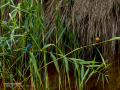 Martín pescador común - Alcedo atthis - Blauet comú