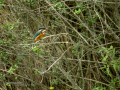 Martín pescador común - Alcedo atthis - Blauet comú