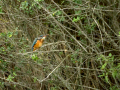 Martín pescador común - Alcedo atthis - Blauet comú