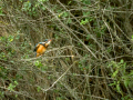 Martín pescador común - Alcedo atthis - Blauet comú