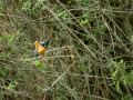 Martín pescador común - Alcedo atthis - Blauet comú
