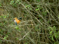 Martín pescador común - Alcedo atthis - Blauet comú