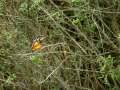 Martín pescador común - Alcedo atthis - Blauet comú
