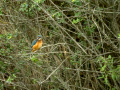 Martín pescador común - Alcedo atthis - Blauet comú