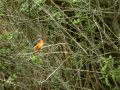 Martín pescador común - Alcedo atthis - Blauet comú