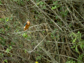 Martín pescador común - Alcedo atthis - Blauet comú