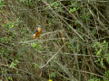 Martín pescador común - Alcedo atthis - Blauet comú