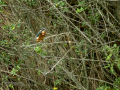 Martín pescador común - Alcedo atthis - Blauet comú