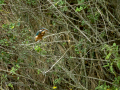 Martín pescador común - Alcedo atthis - Blauet comú
