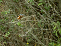 Martín pescador común - Alcedo atthis - Blauet comú