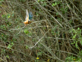 Martín pescador común - Alcedo atthis - Blauet comú