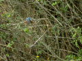 Martín pescador común - Alcedo atthis - Blauet comú