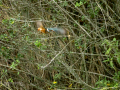 Martín pescador común - Alcedo atthis - Blauet comú