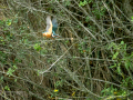 Martín pescador común - Alcedo atthis - Blauet comú