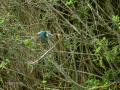 Martín pescador común - Alcedo atthis - Blauet comú
