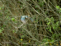 Martín pescador común - Alcedo atthis - Blauet comú