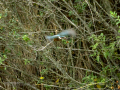 Martín pescador común - Alcedo atthis - Blauet comú