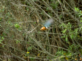 Martín pescador común - Alcedo atthis - Blauet comú