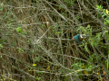 Martín pescador común - Alcedo atthis - Blauet comú