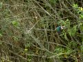 Martín pescador común - Alcedo atthis - Blauet comú