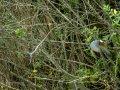 Martín pescador común - Alcedo atthis - Blauet comú