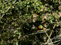 Martín pescador común - Alcedo atthis - Blauet comú