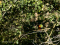 Martín pescador común - Alcedo atthis - Blauet comú