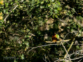 Martín pescador común - Alcedo atthis - Blauet comú
