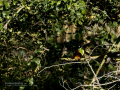 Martín pescador común - Alcedo atthis - Blauet comú