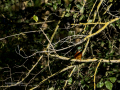 Martín pescador común - Alcedo atthis - Blauet comú