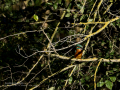 Martín pescador común - Alcedo atthis - Blauet comú
