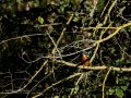 Martín pescador común - Alcedo atthis - Blauet comú