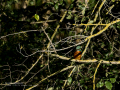 Martín pescador común - Alcedo atthis - Blauet comú