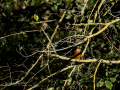 Martín pescador común - Alcedo atthis - Blauet comú