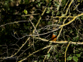 Martín pescador común - Alcedo atthis - Blauet comú