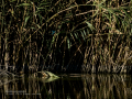 Martín pescador común - Alcedo atthis - Blauet comú