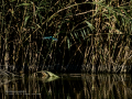 Martín pescador común - Alcedo atthis - Blauet comú
